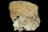 Agatized Fossil Coral Geode - Florida #188044-1